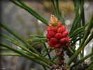 0704P6010526