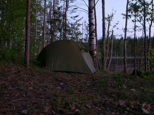 Suuri-Metiainen-Puuma#B12C4