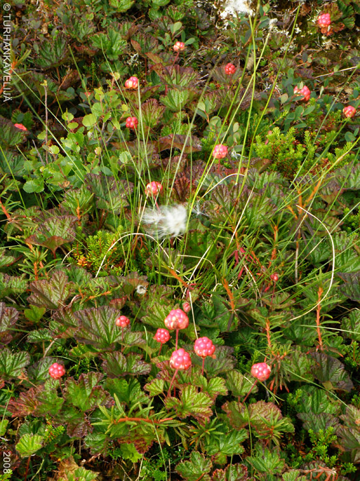 P8092626