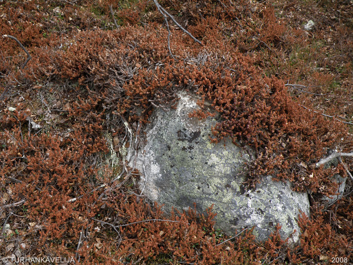 P8173291