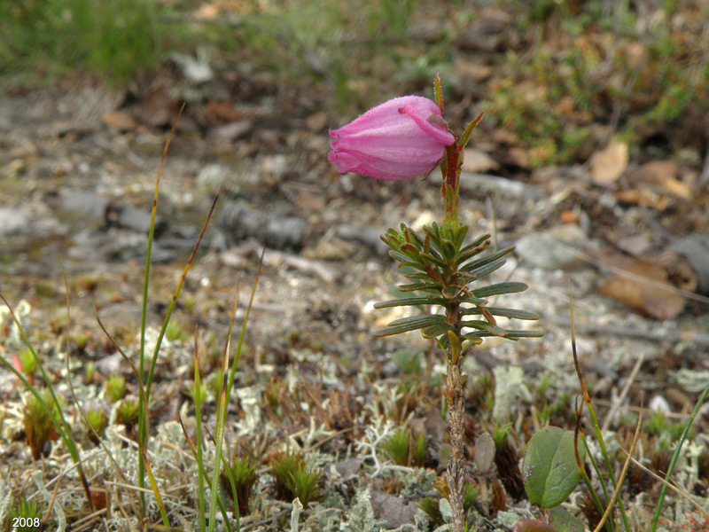 P8072452