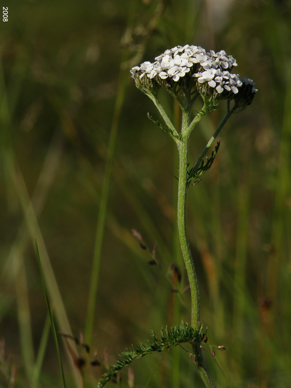 P8082546