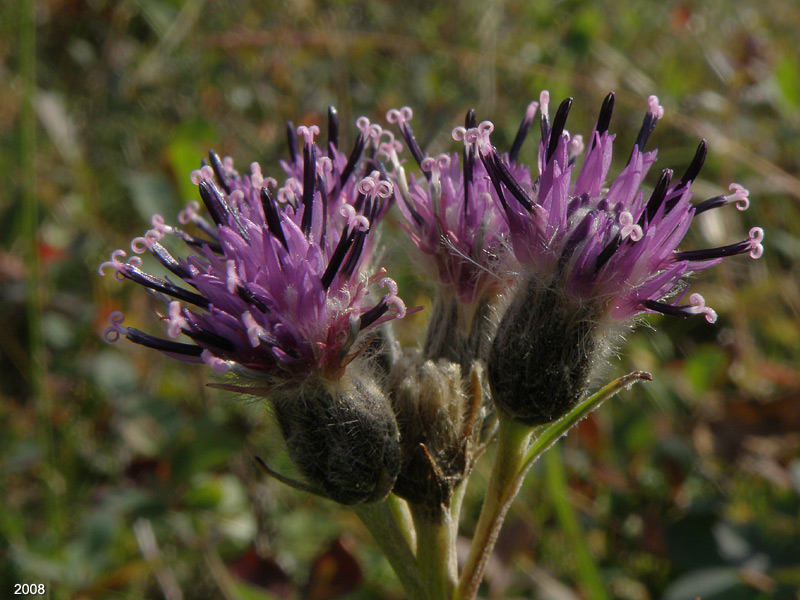 P8183458