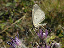 P8183493