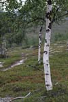 061-Muotka-2013