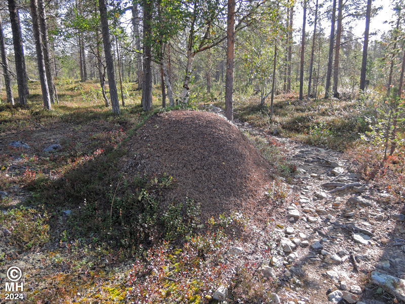 23-08-03DSCN9377