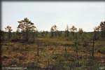 002-Torron-suota