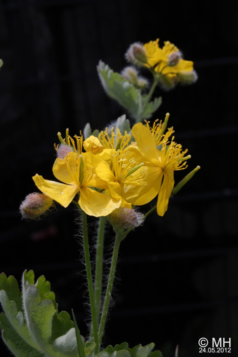 064-IMG_6065