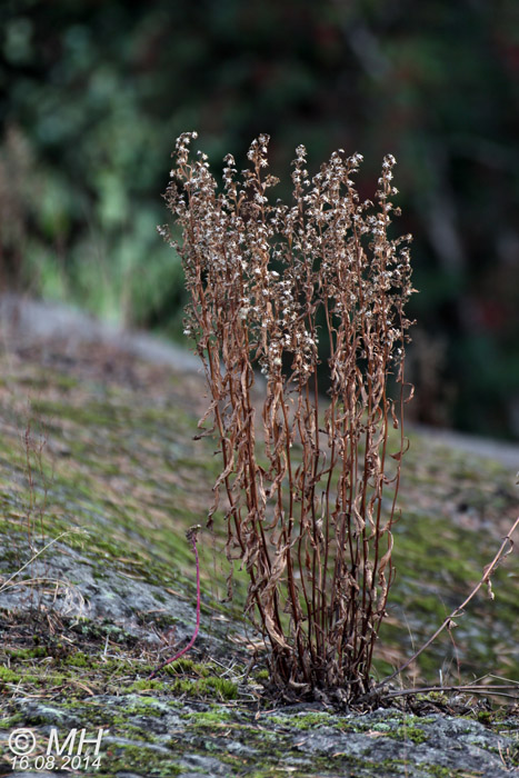 54-IMG_7885