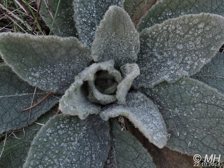 70-DSCN4208