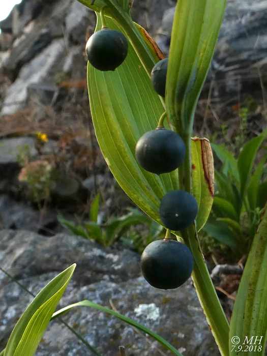 P1030152