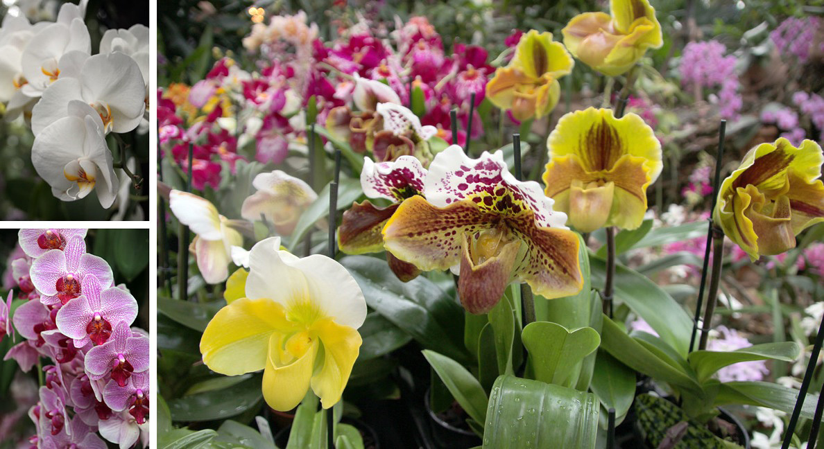 006 Mainau-Saksa-orkkidea