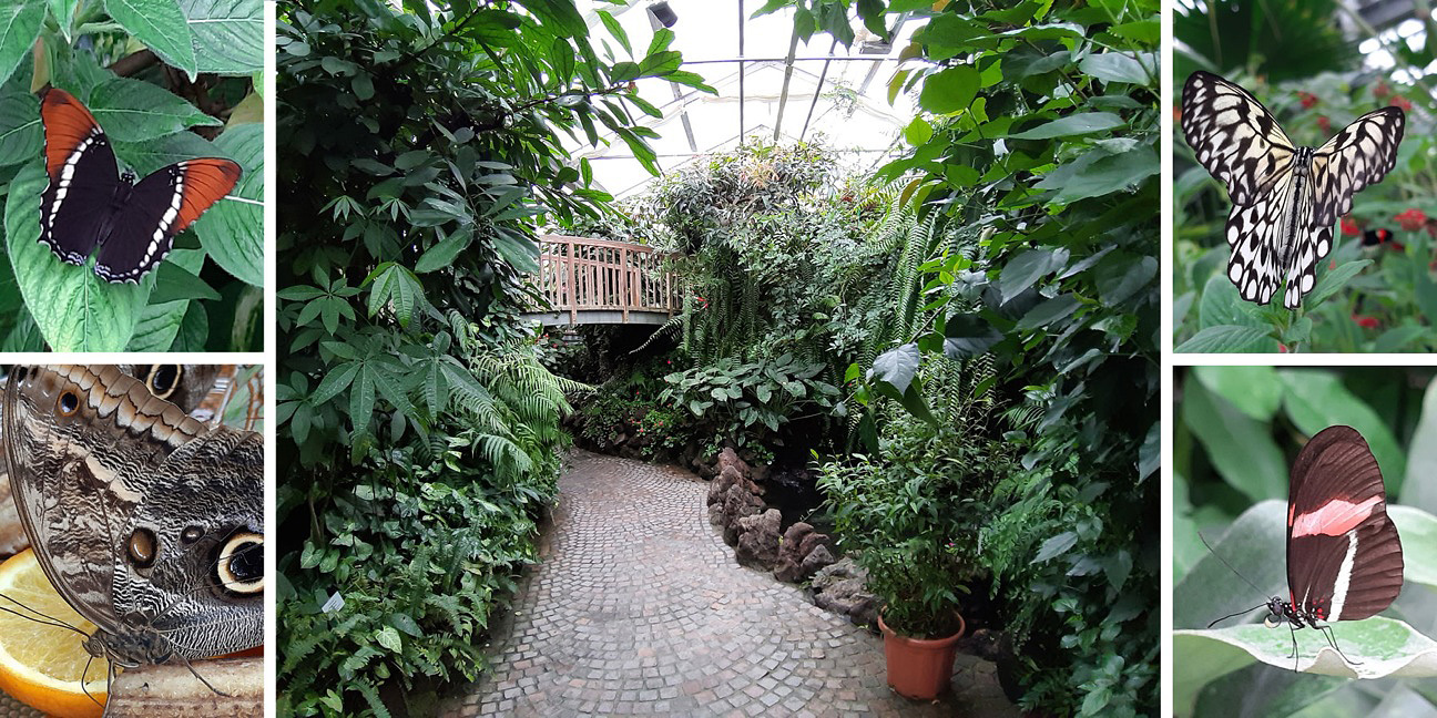 007 Mainau-Saksa-perhoset