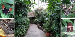 007 Mainau-Saksa-perhoset