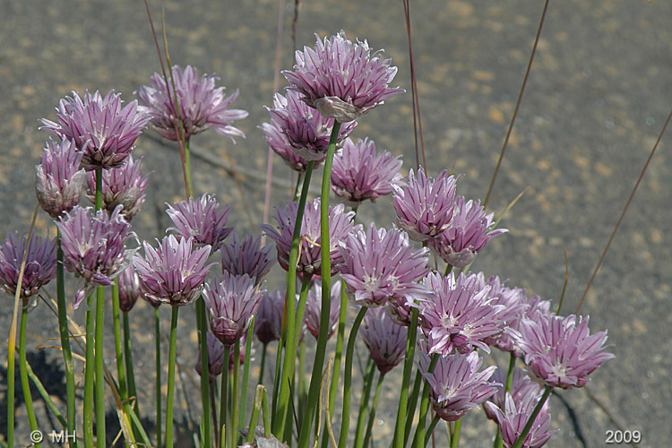 034-P6235587