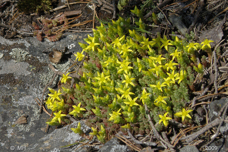 035-P6235589