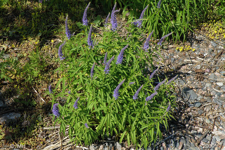 071-P6245628