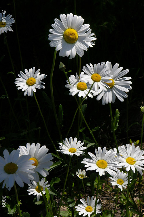 100-DSCN6777