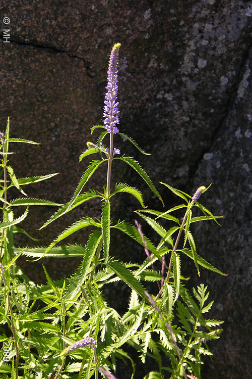 104-DSCN6791