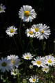100-DSCN6777
