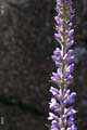 103-DSCN6787