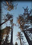 075-Latvuksia