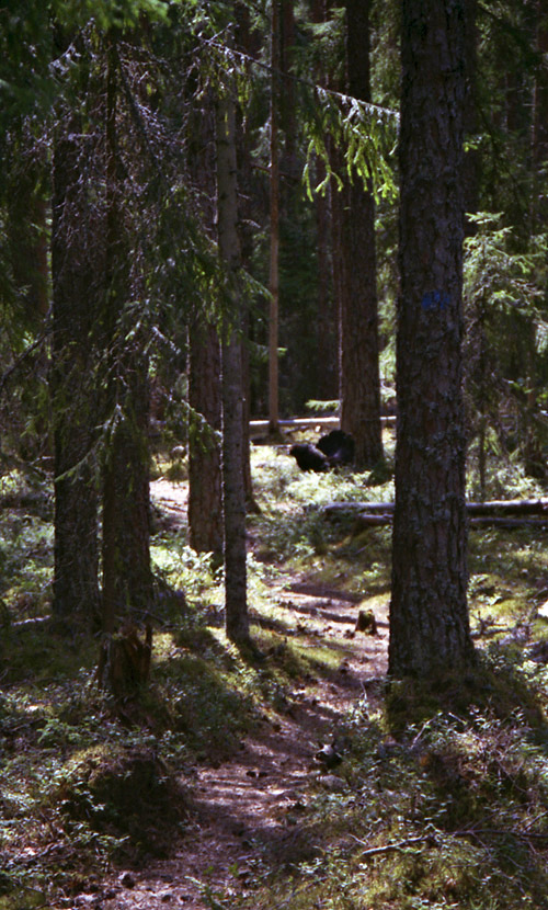 20-Metso