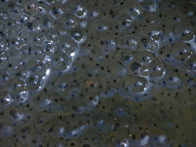 DSCN5238