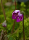 DSCN5343