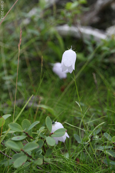 024-Muotka-2013