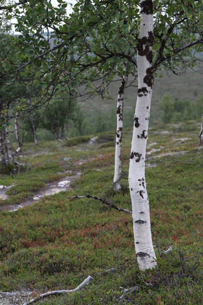 061-Muotka-2013