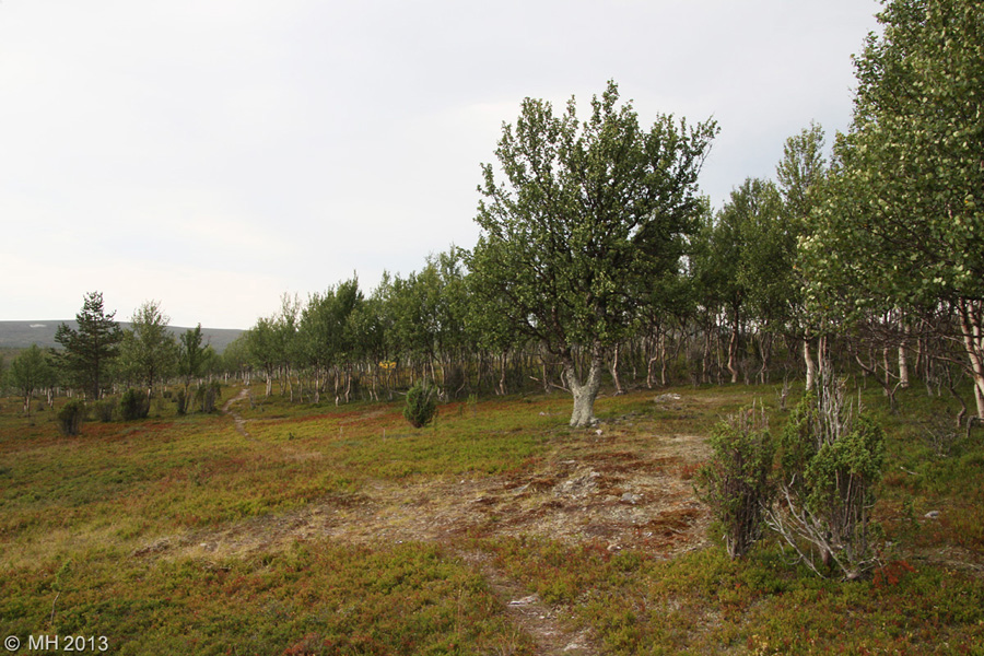 063-Muotka-2013